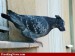Bird-Dog--67391.jpg